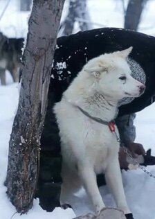 Русские гонки