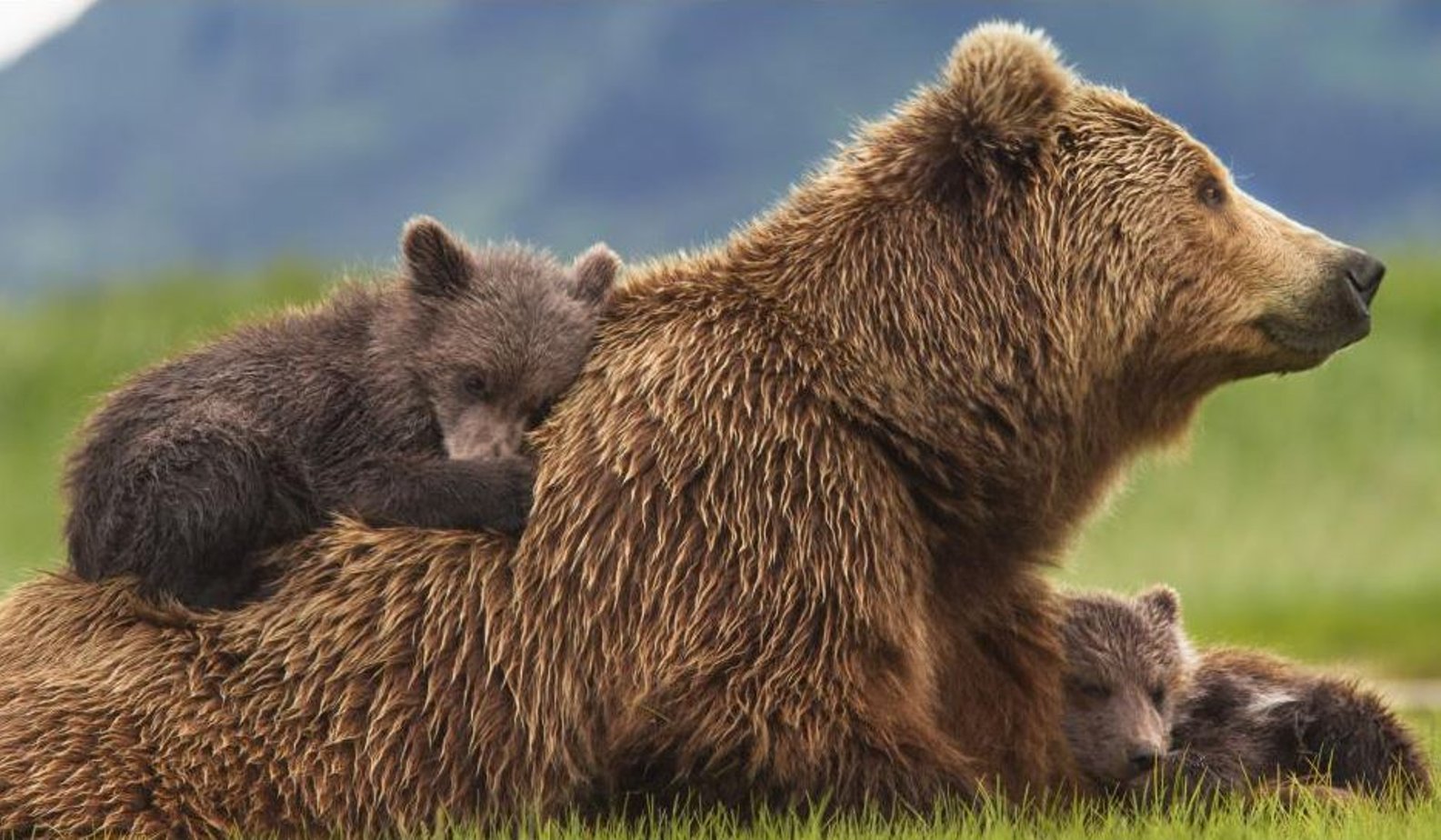 Кавказский заповедник бурый медведь