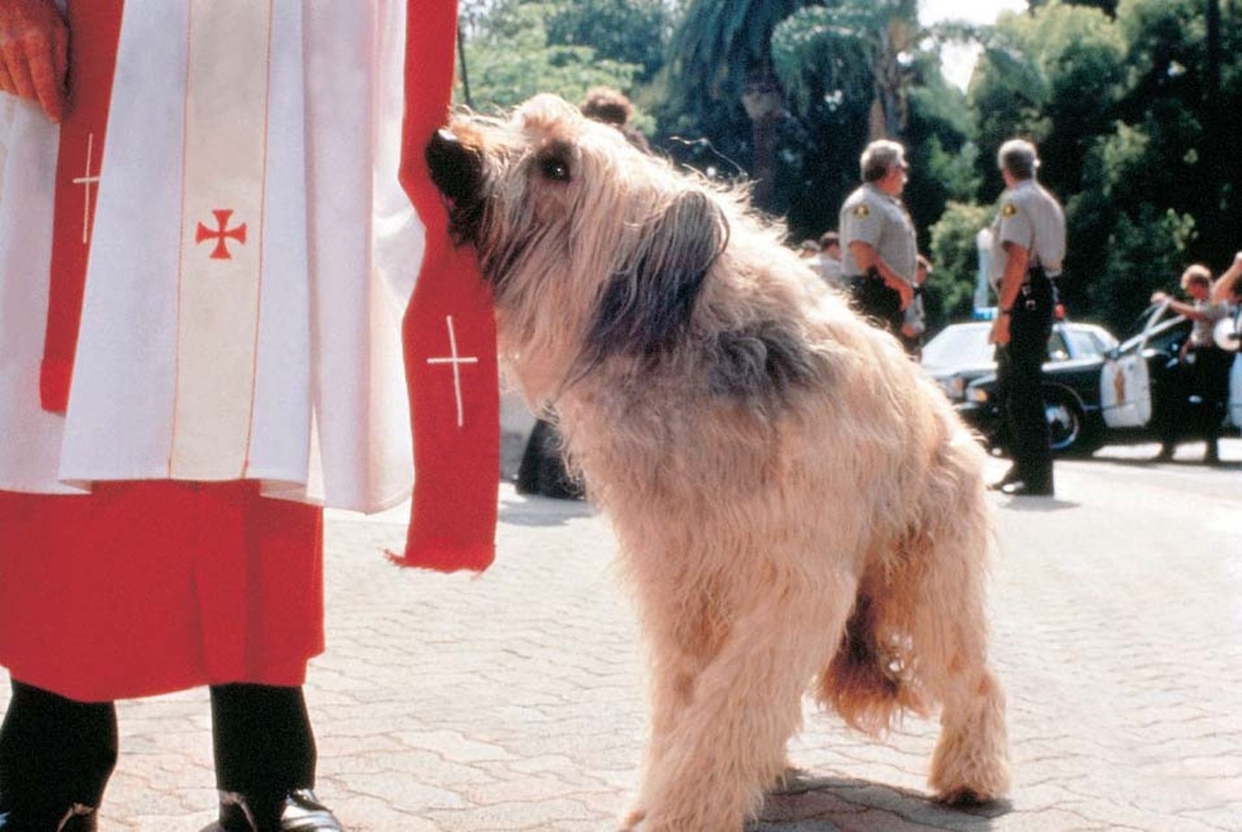 Пес глав. Главная собака 1995. Главная собака. Фильм главное собака. Чак Норрис с собакой фильм.