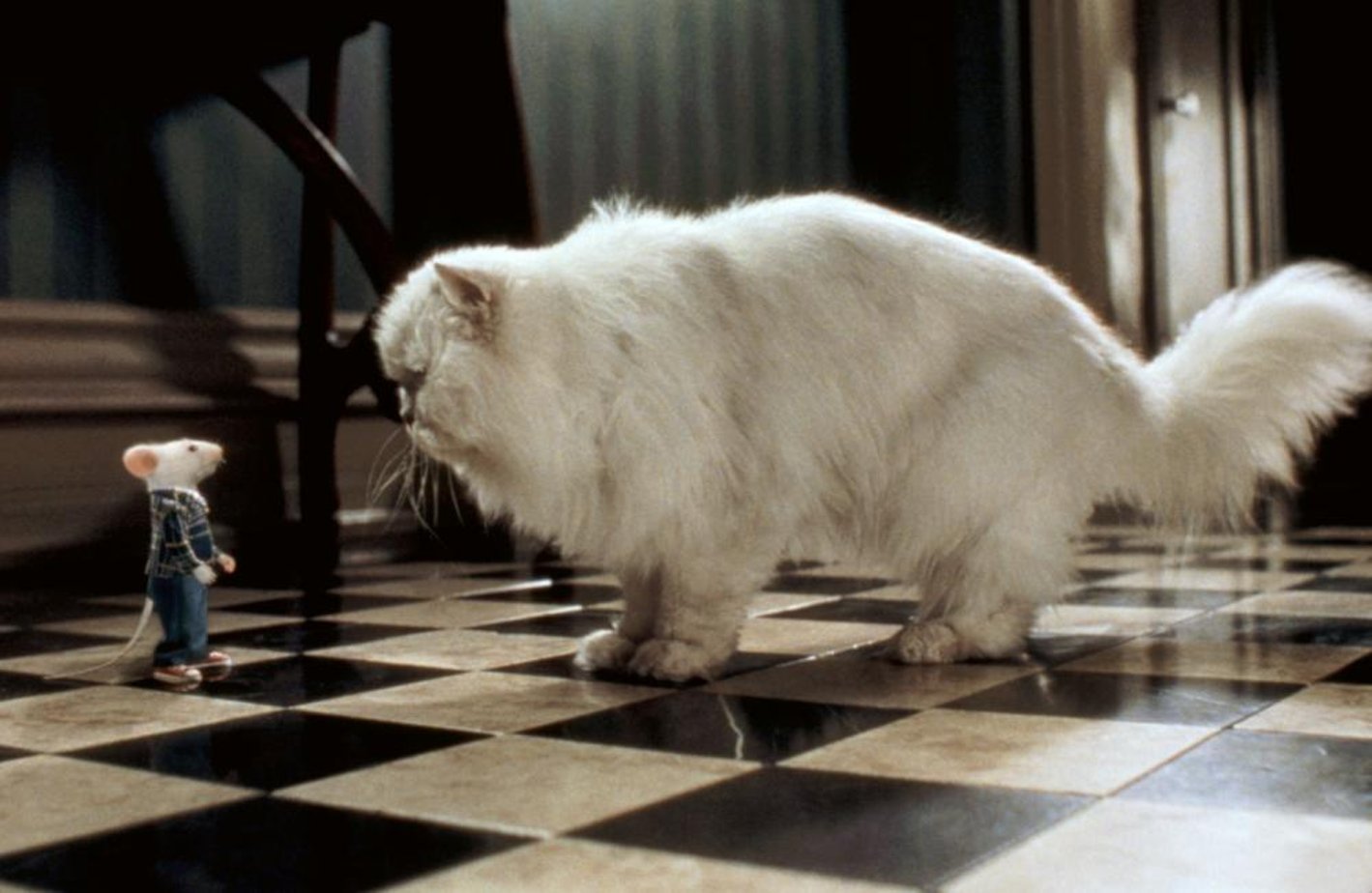 Литтл кот. Приключения маленького котенка. Мой маленький котенок. Литтл кот. Литтл кот.