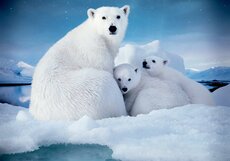 Полное погружение: Лучшие документальные IMAX-фильмы