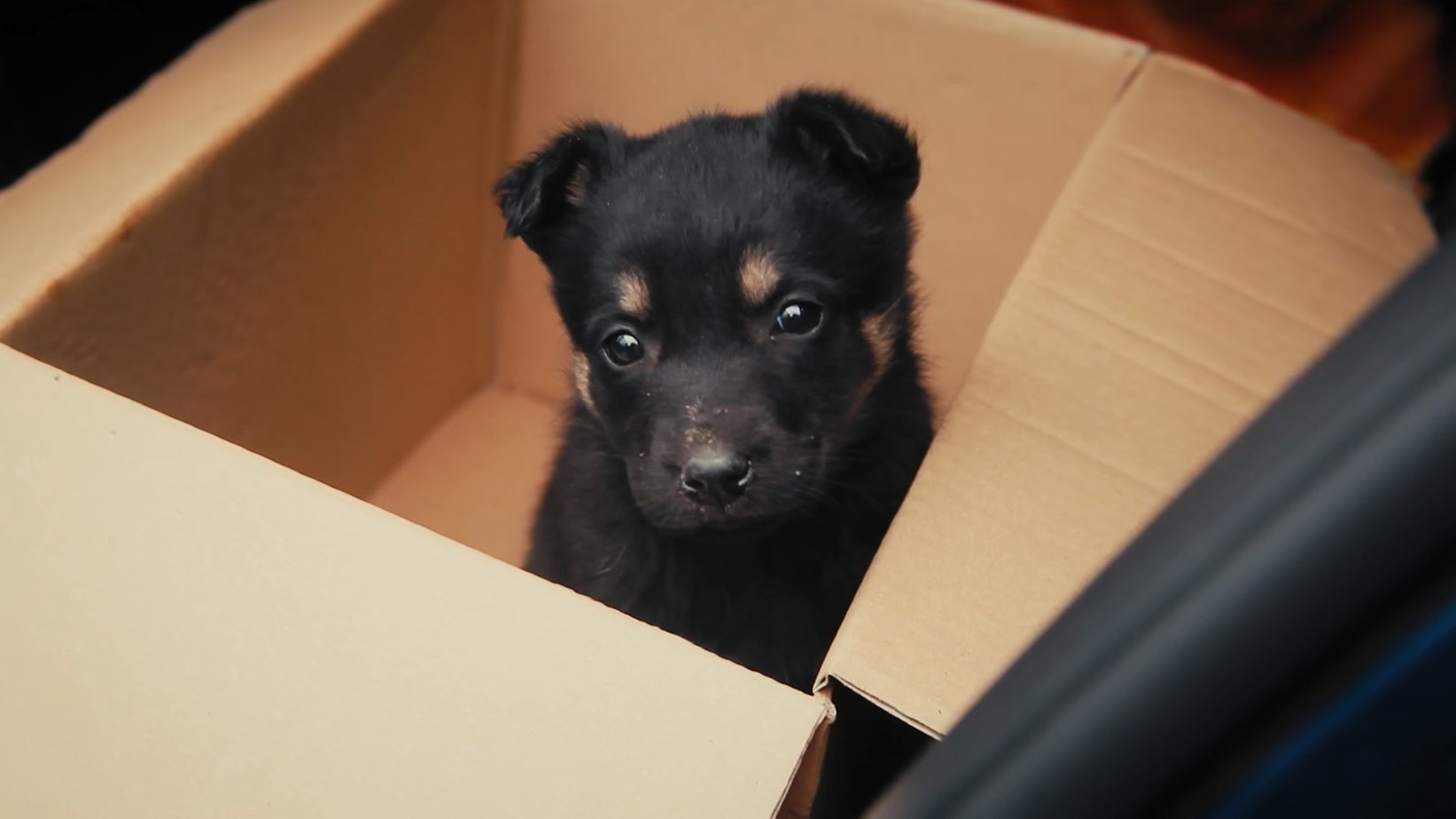 Сука родила 12 щенков. В комнате 12 щенков каждый. Много щенков в коробке. Лабрадор спасатель. Фазы социализации щенка.