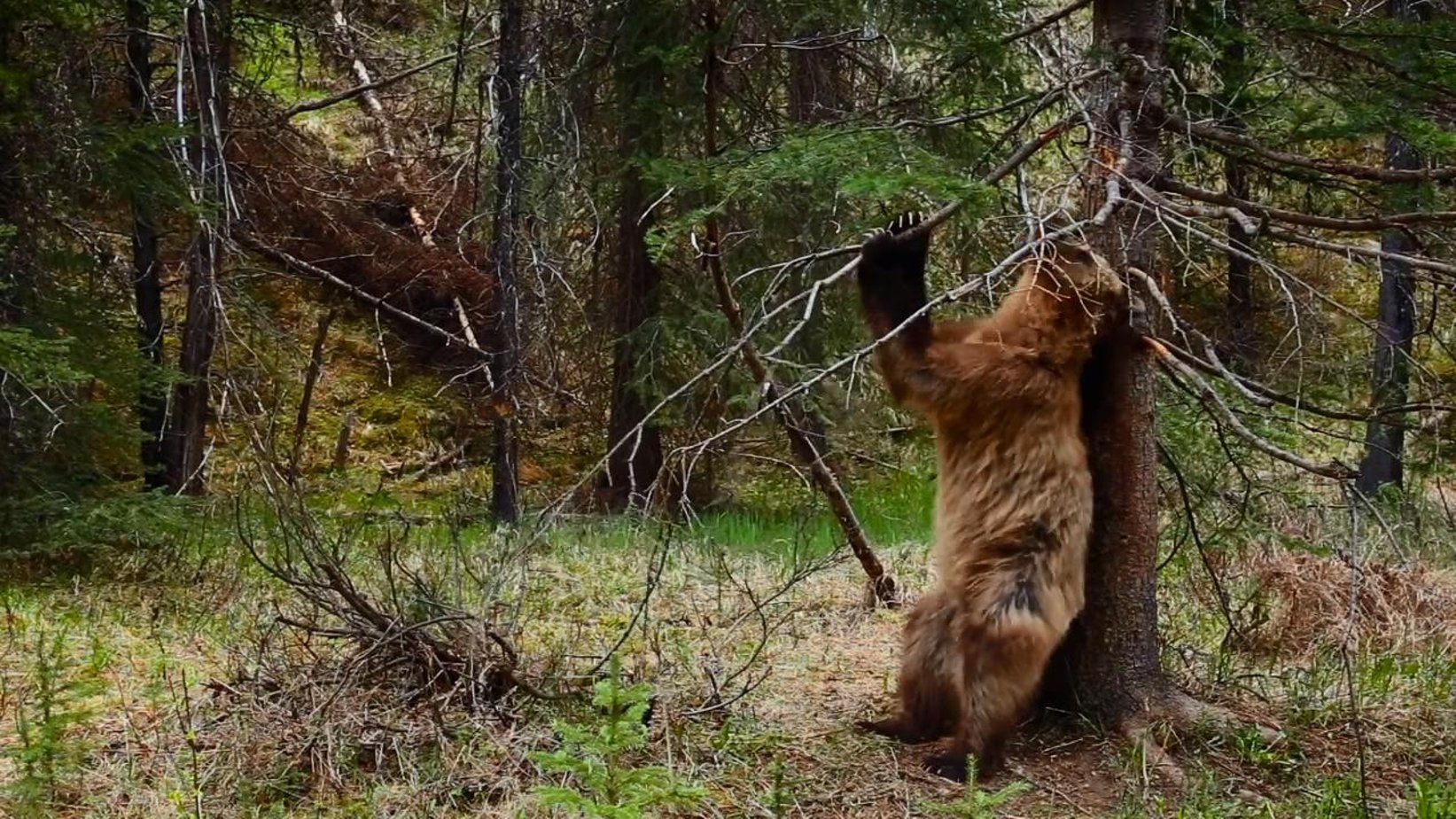 Dancing Bear Naked