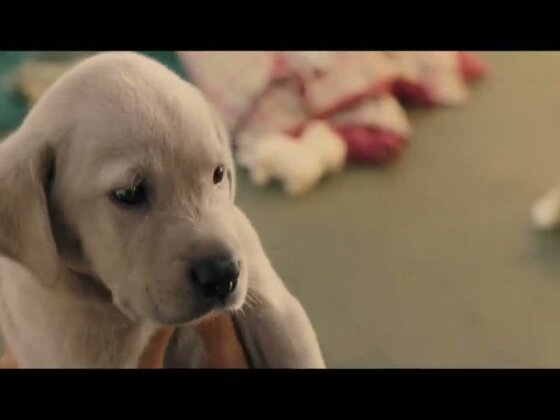 Марли И Я (2008) – Фильм Про