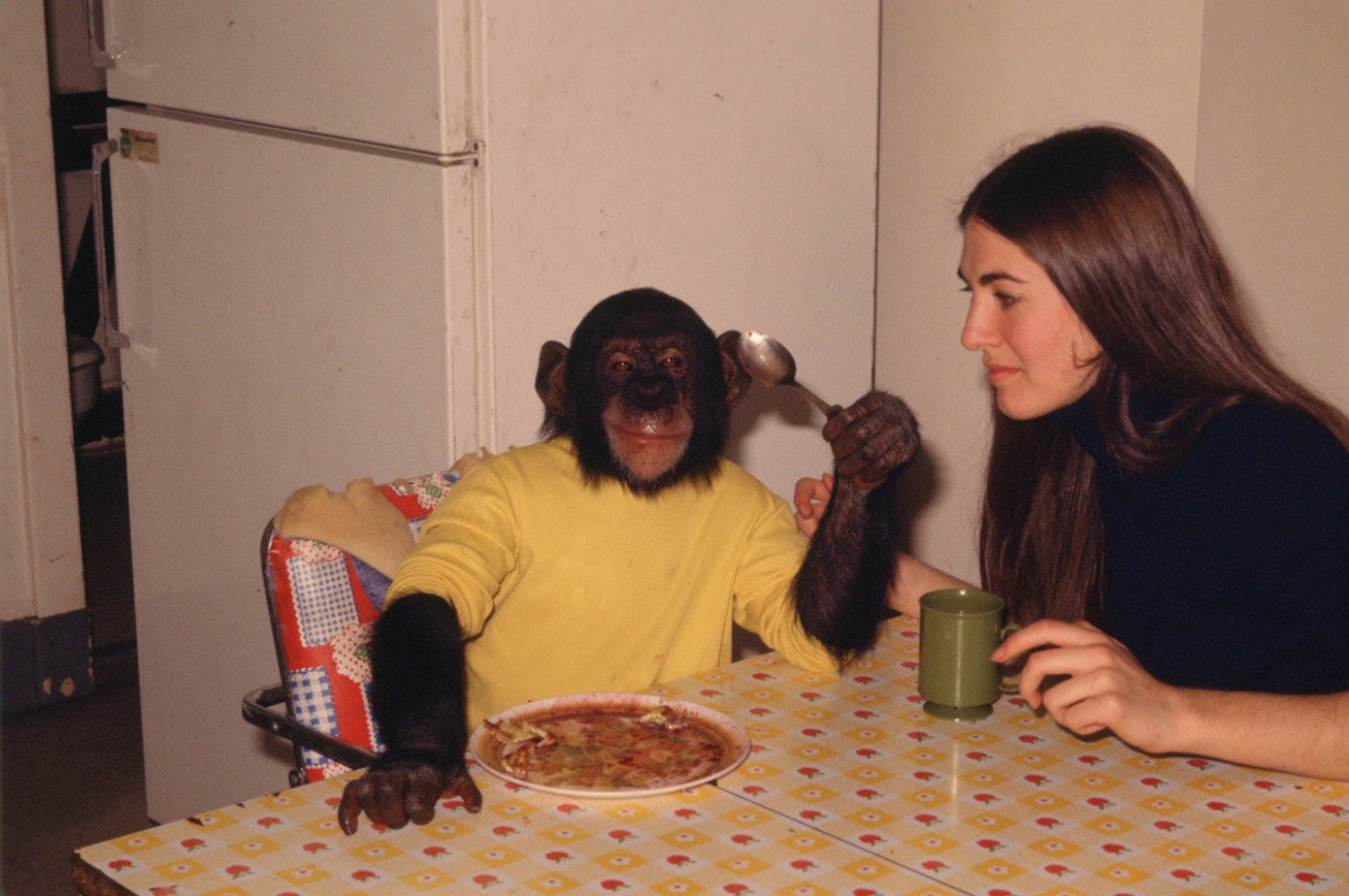 Обезьяна сталь. Обезьяна за столом. Обезьяна человек домашняя. Шимпанзе за столом. Шимпанзе и человек.